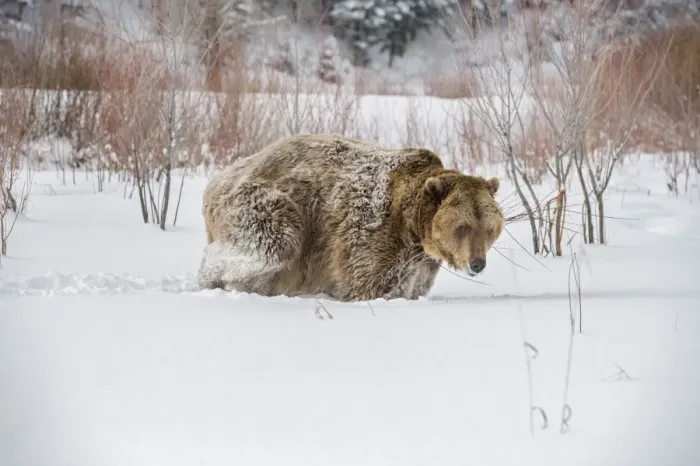 Framed Print : Brown bear (grizzly) (Ursus arctos), Montana, United States of America, North America Framed Print : Brown bear (grizzly) (Ursus arctos), Montana, United States of America, North America