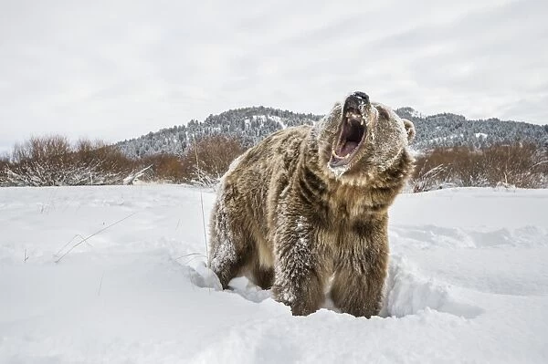 Brown bear (grizzly) (Ursus arctos), Montana, United States of America, North America