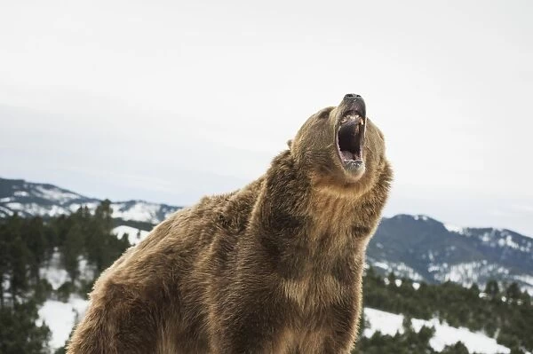 Brown bear (grizzly) (Ursus arctos), Montana, United States of America, North America
