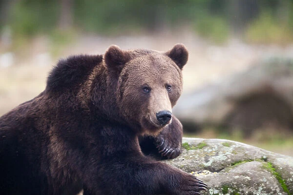 Brown bear portrait in the wilderness, Carpathian mountains, Romania, Europe