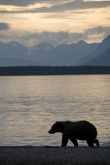 Framed Print : Brown bear strolls the beach on Naknek Lake in the evening, Brooks Camp Framed Print : Brown bear strolls the beach on Naknek Lake in the evening, Brooks Camp
