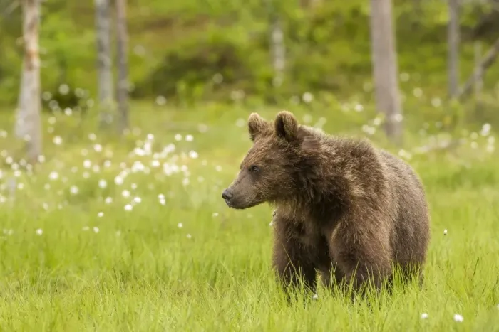 Framed Print : Brown bear (Ursus arctos), Finland, Scandinavia, Europe Framed Print : Brown bear (Ursus arctos), Finland, Scandinavia, Europe