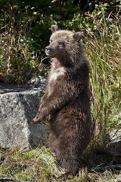 Brown Bear (Ursus arctos horribilis) cub standing on its hind legs, Katmai National Park