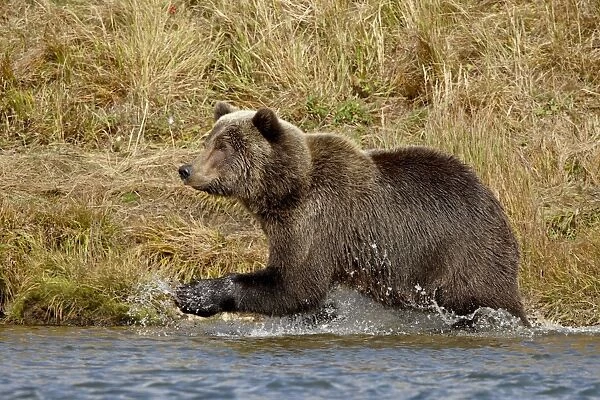Brown Bear (Ursus arctos horribilis) running through water, Katmai National Park