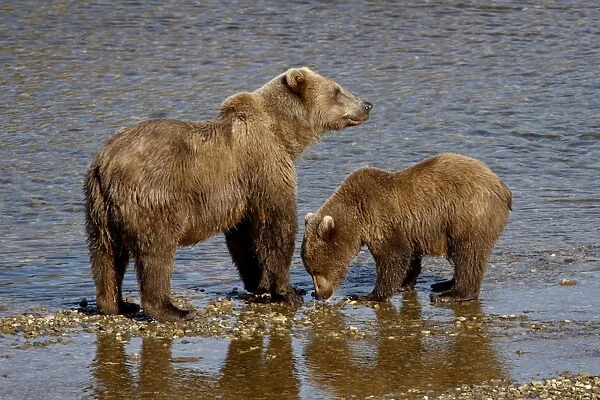 Brown Bear (Ursus arctos horribilis) sow and cub, Katmai National Park and Preserve