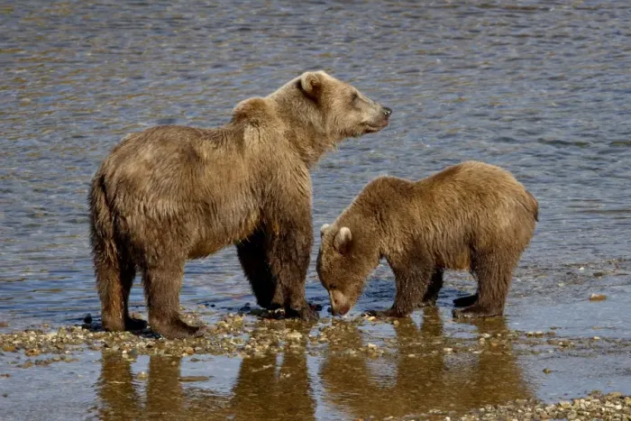 Framed Print : Brown Bear (Ursus arctos horribilis) sow and cub, Katmai National Park and Preserve Framed Print : Brown Bear (Ursus arctos horribilis) sow and cub, Katmai National Park and Preserve