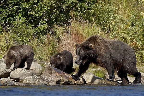 Brown Bear (Ursus arctos horribilis) sow and two cubs, Katmai National Park and Preserve