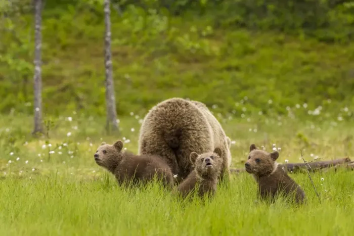 Framed Print : Brown bear (Ursus arctos) mother and cubs, Finland, Scandinavia, Europe Framed Print : Brown bear (Ursus arctos) mother and cubs, Finland, Scandinavia, Europe
