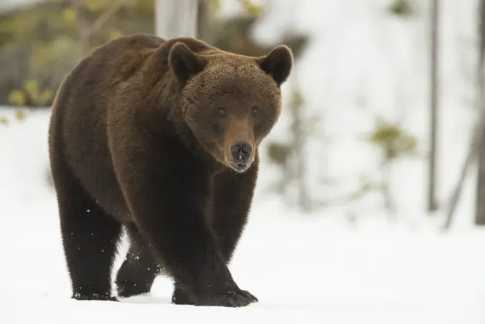 Framed Print : Brown Bear (Ursus arctos) during spring snowfall, Finland, Scandinavia, Europe Framed Print : Brown Bear (Ursus arctos) during spring snowfall, Finland, Scandinavia, Europe