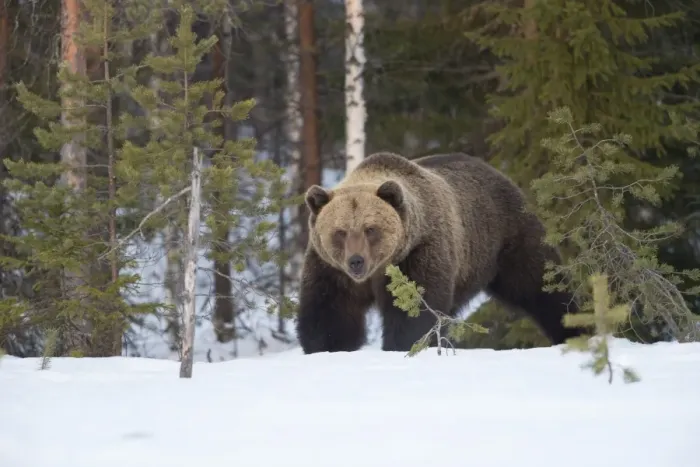 Framed Print : Brown Bear (Ursus arctos) during spring snowfall, Finland, Scandinavia, Europe Framed Print : Brown Bear (Ursus arctos) during spring snowfall, Finland, Scandinavia, Europe