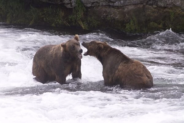 Two brown bears sparring for salmon fishing position, Brooks Camp, Katmai National Park