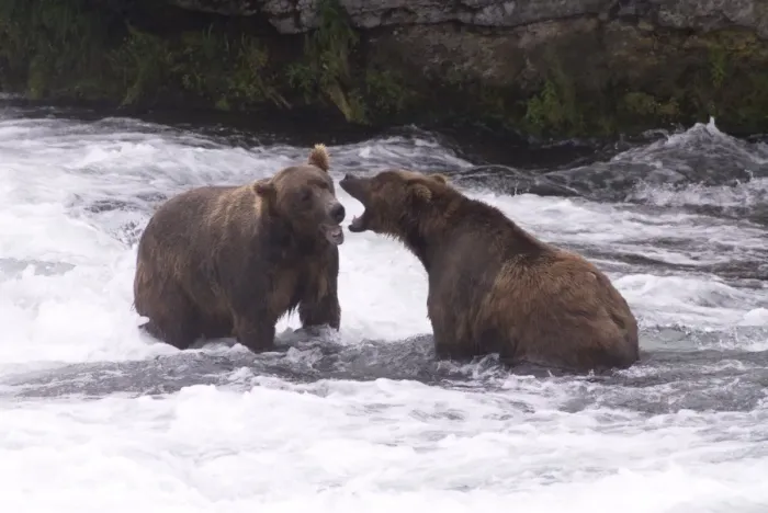 Framed Print : Two brown bears sparring for salmon fishing position, Brooks Camp, Katmai National Park Framed Print : Two brown bears sparring for salmon fishing position, Brooks Camp, Katmai National Park