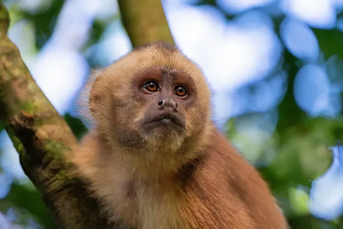 Framed Print : Brown capuchin monkey (Cebus apella) (Sapajus apella) on tree, Tambopata National Reserve, Puerto Maldonado, Tambopata Province, Madre de Dios, Peru, South America Framed Print : Brown capuchin monkey (Cebus apella) (Sapajus apella) on tree, Tambopata National Reserve, Puerto Maldonado, Tambopata Province, Madre de Dios, Peru, South America