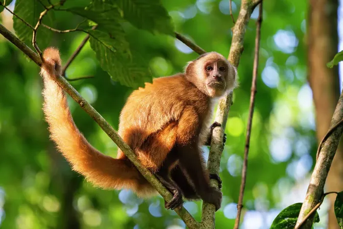Framed Print : Brown capuchin monkey (Cebus apella) (Sapajus apella) on tree, Tambopata National Reserve, Puerto Maldonado, Tambopata Province, Madre de Dios, Peru, South America Framed Print : Brown capuchin monkey (Cebus apella) (Sapajus apella) on tree, Tambopata National Reserve, Puerto Maldonado, Tambopata Province, Madre de Dios, Peru, South America