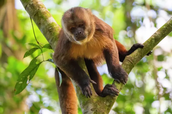 Framed Print : Brown capuchin monkey (Cebus apella) (Sapajus apella) on tree, Tambopata National Reserve, Puerto Maldonado, Tambopata Province, Madre de Dios, Peru, South America Framed Print : Brown capuchin monkey (Cebus apella) (Sapajus apella) on tree, Tambopata National Reserve, Puerto Maldonado, Tambopata Province, Madre de Dios, Peru, South America