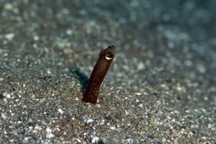 Framed Print : Brown garden eel (Heteroconger halis), Dominica, West Indies, Caribbean, Central America Framed Print : Brown garden eel (Heteroconger halis), Dominica, West Indies, Caribbean, Central America