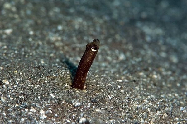 Brown garden eel (Heteroconger halis), Dominica, West Indies, Caribbean, Central America
