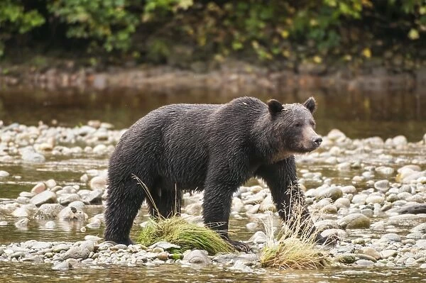 Brown or grizzly bear (Ursus arctos) fishing for salmon in Great Bear Rainforest, British Columbia, Canada, North America