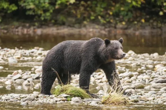 Framed Print : Brown or grizzly bear (Ursus arctos) fishing for salmon in Great Bear Rainforest, British Columbia, Canada, North America Framed Print : Brown or grizzly bear (Ursus arctos) fishing for salmon in Great Bear Rainforest, British Columbia, Canada, North America