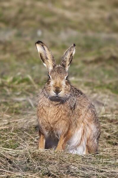 Brown hare (Lepus europaeus), Islay, Scotland, United Kingdom, Europe