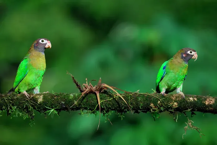 Framed Print : Two Brown-hooded Parrots (Pyrilia haematotis) sitting on a branch, Costa Rica Framed Print : Two Brown-hooded Parrots (Pyrilia haematotis) sitting on a branch, Costa Rica