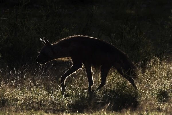 Brown hyaena (Hyaena brunnea), Kgalagadi Transfrontier Park, Northern Cape, South Africa