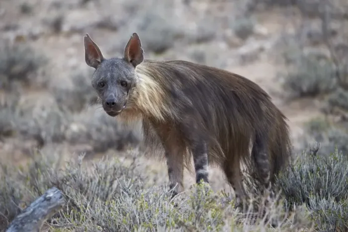Framed Print : Brown hyena (Hyaena brunnea) (formerly Parahyaena brunnea), Kgalagadi Transfrontier Framed Print : Brown hyena (Hyaena brunnea) (formerly Parahyaena brunnea), Kgalagadi Transfrontier