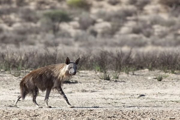 Brown hyena (Hyaena brunnea), Kgalagadi Transfrontier National Park, Northern Cape