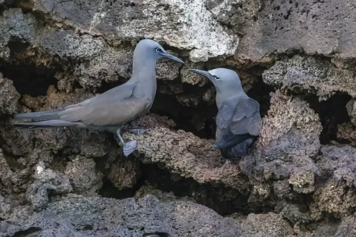 Framed Print : Brown noddy (Anous stolidus) pair at nest site on Floreana Island, Galapagos, Ecuador Framed Print : Brown noddy (Anous stolidus) pair at nest site on Floreana Island, Galapagos, Ecuador