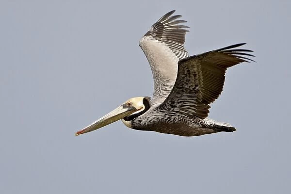 Brown pelican (Pelecanus occidentalis) in flight in partial breeding plumage