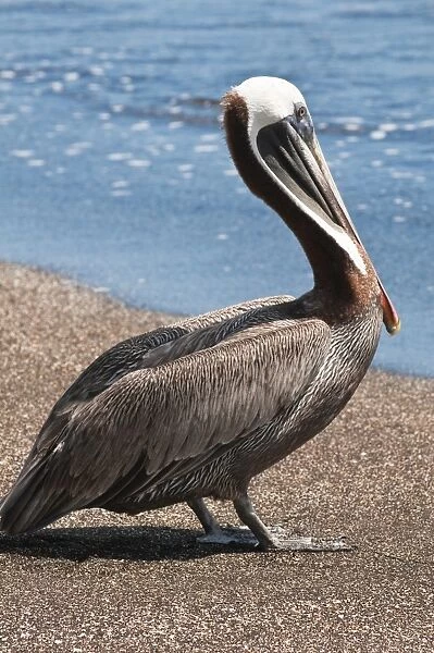 Brown pelican (Pelecanus occidentalis), Port Egas (James Bay), Isla Santiago