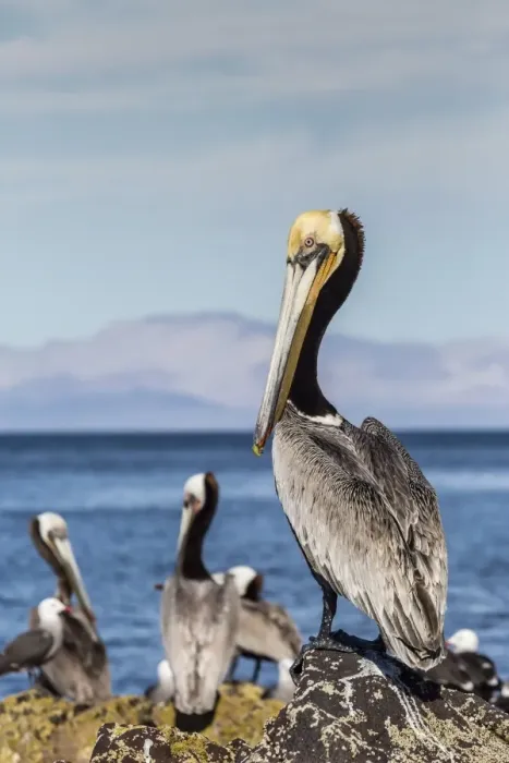 Framed Print : Brown pelican (Pelecanus occidentalis) portrait at Isla Angel de la Guarda, Baja California, Mexico, North America Framed Print : Brown pelican (Pelecanus occidentalis) portrait at Isla Angel de la Guarda, Baja California, Mexico, North America