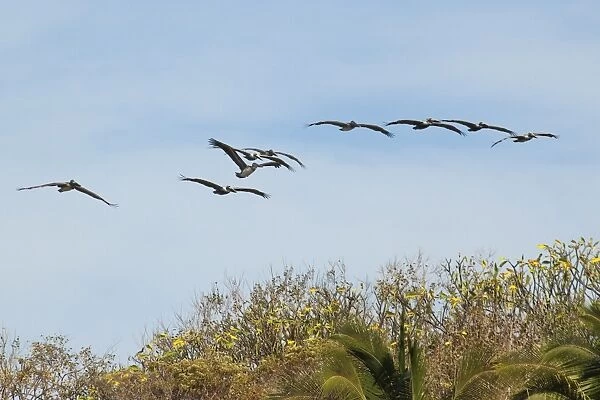 Brown pelicans (Pelecanus occidentalis) flying over Playa Guiones beach at Nosara