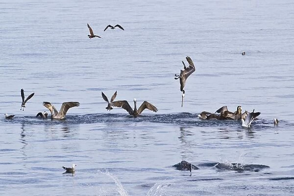 Brown pelicans (Pelecanus occidentalis) plunge-diving, Gulf of California (Sea of Cortez), Baja California, Mexico, North America