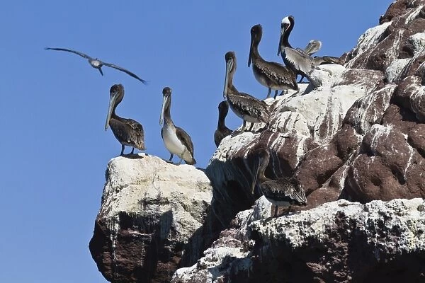 Brown pelicans (Pelecanus occidentalis), Gulf of California (Sea of Cortez), Baja California, Mexico, North America