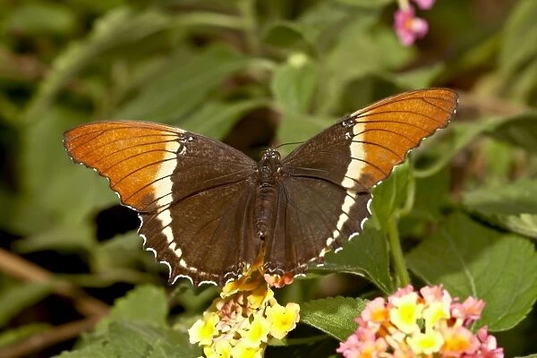 Brown siproeta (brown page butterfly) (Siproeta epaphus) in captivity, Butterfly World