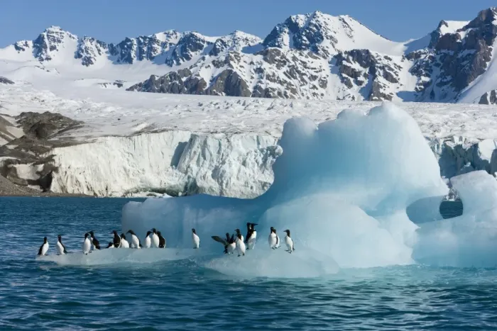 Framed Print : Bruennichs guillemot (Uria lomvia) on iceberg Framed Print : Bruennichs guillemot (Uria lomvia) on iceberg