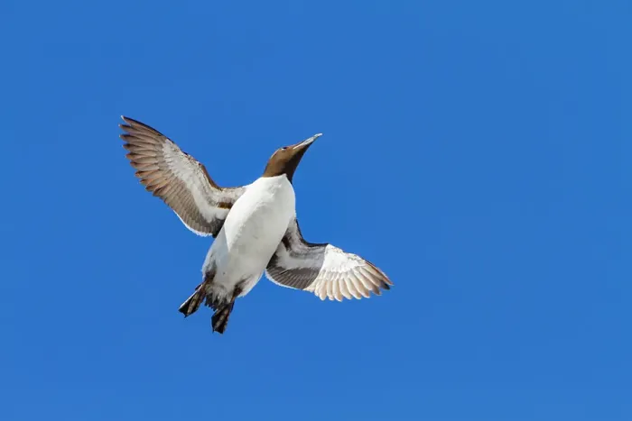 Framed Print : Brunnichs guillemot (Uria lomvia) in flight at Cape Fanshawe in the Svalbard Archipelago, Norway Framed Print : Brunnichs guillemot (Uria lomvia) in flight at Cape Fanshawe in the Svalbard Archipelago, Norway