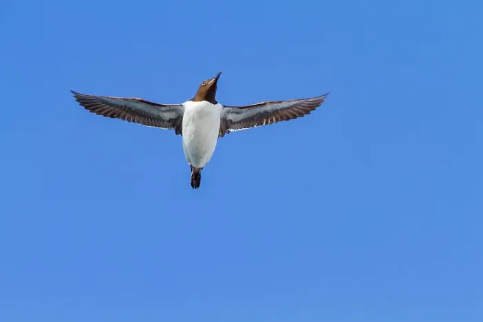 Framed Print : Brunnichs guillemot (Uria lomvia) in flight at Cape Fanshawe in the Svalbard Archipelago, Norway Framed Print : Brunnichs guillemot (Uria lomvia) in flight at Cape Fanshawe in the Svalbard Archipelago, Norway