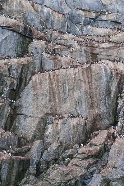 Brunnichs Guillemots and Black-legged Kittiwakes on the cliffs of Kolyuchin Island, Chuckchi Sea, Chukotka, Russia, Eurasia