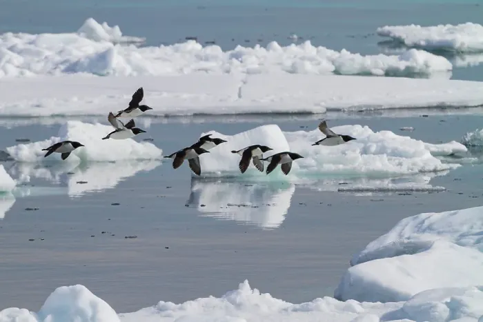 Framed Print : Brunnichs guillemots (Uria lomvia) in flight at Cape Fanshawe in the Svalbard Archipelago, Norway Framed Print : Brunnichs guillemots (Uria lomvia) in flight at Cape Fanshawe in the Svalbard Archipelago, Norway