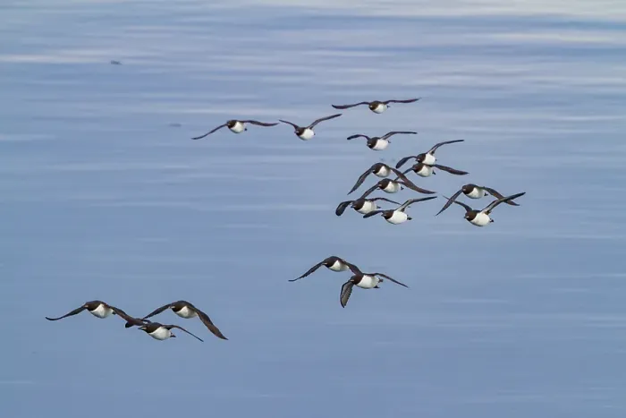 Framed Print : Brunnichs guillemots (Uria lomvia) in flight at Cape Fanshawe in the Svalbard Archipelago, Norway Framed Print : Brunnichs guillemots (Uria lomvia) in flight at Cape Fanshawe in the Svalbard Archipelago, Norway