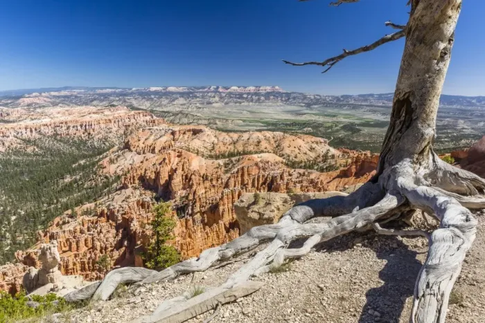 Framed Print : Bryce Canyon Amphitheater from Bryce Point, Bryce Canyon National Park, Utah, United States of America, North America Framed Print : Bryce Canyon Amphitheater from Bryce Point, Bryce Canyon National Park, Utah, United States of America, North America