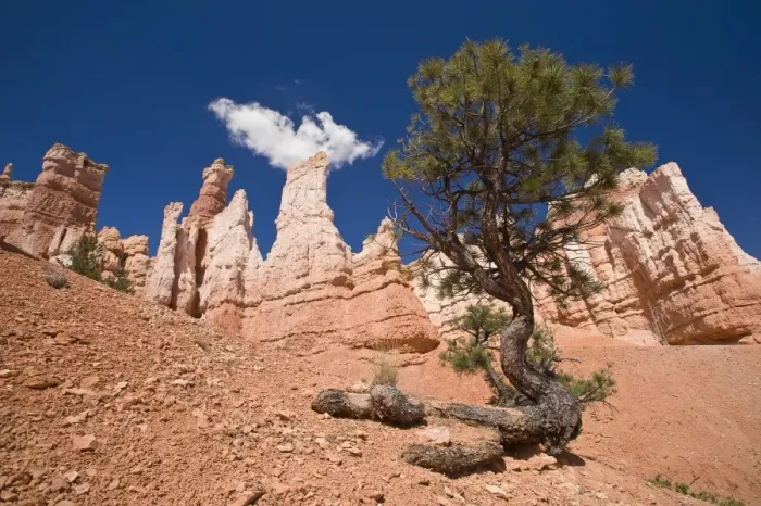 Framed Print : Bryce Canyon, Bryce Canyon National Park, Utah, United States of America, North America Framed Print : Bryce Canyon, Bryce Canyon National Park, Utah, United States of America, North America
