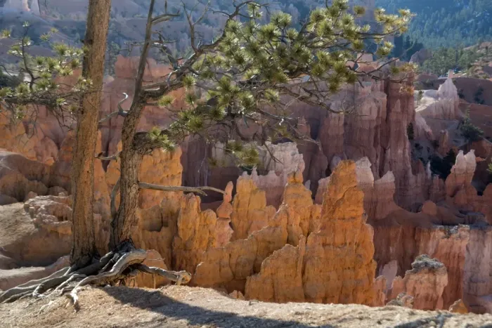 Framed Print : Bryce Canyon National Park, Utah, United States of America, North America Framed Print : Bryce Canyon National Park, Utah, United States of America, North America