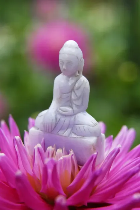 Framed Print : Buddha in dahlia flower, Paris, France, Europe Framed Print : Buddha in dahlia flower, Paris, France, Europe