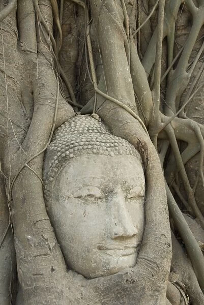 Buddha head, Wat Mahathat, Ayutthaya, UNESCO World Heritage Site, Thailand, Southeast Asia, Asia