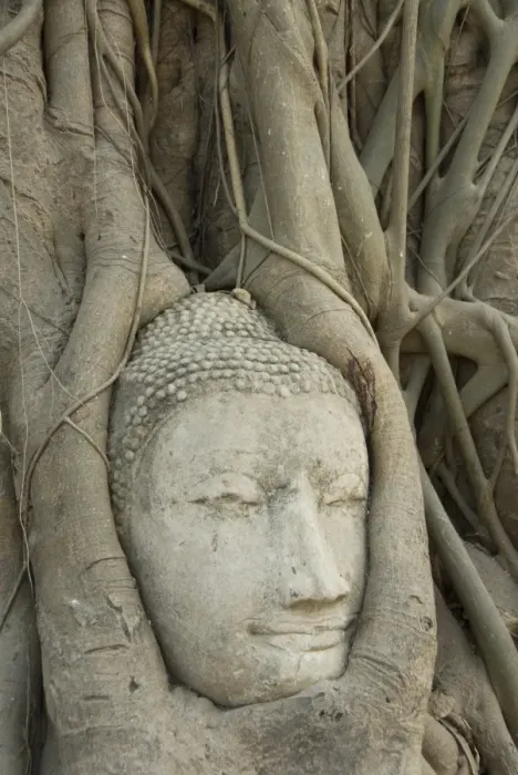 Framed Print : Buddha head, Wat Mahathat, Ayutthaya, UNESCO World Heritage Site, Thailand, Southeast Asia, Asia Framed Print : Buddha head, Wat Mahathat, Ayutthaya, UNESCO World Heritage Site, Thailand, Southeast Asia, Asia