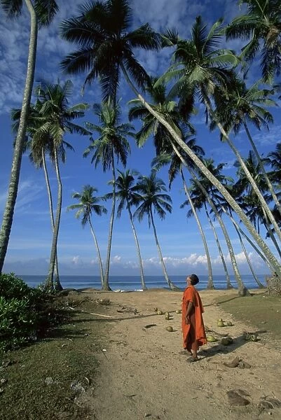 Buddhist monk looking up at palm trees between Unawatuna and Weligama