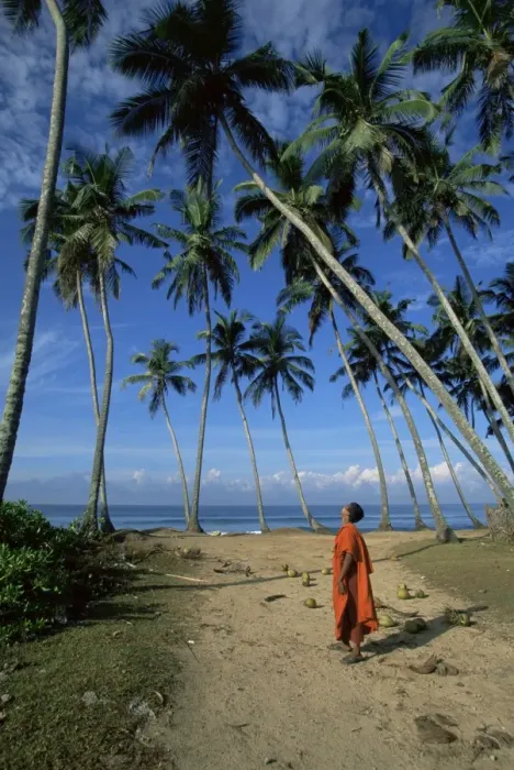 Framed Print : Buddhist monk looking up at palm trees between Unawatuna and Weligama Framed Print : Buddhist monk looking up at palm trees between Unawatuna and Weligama
